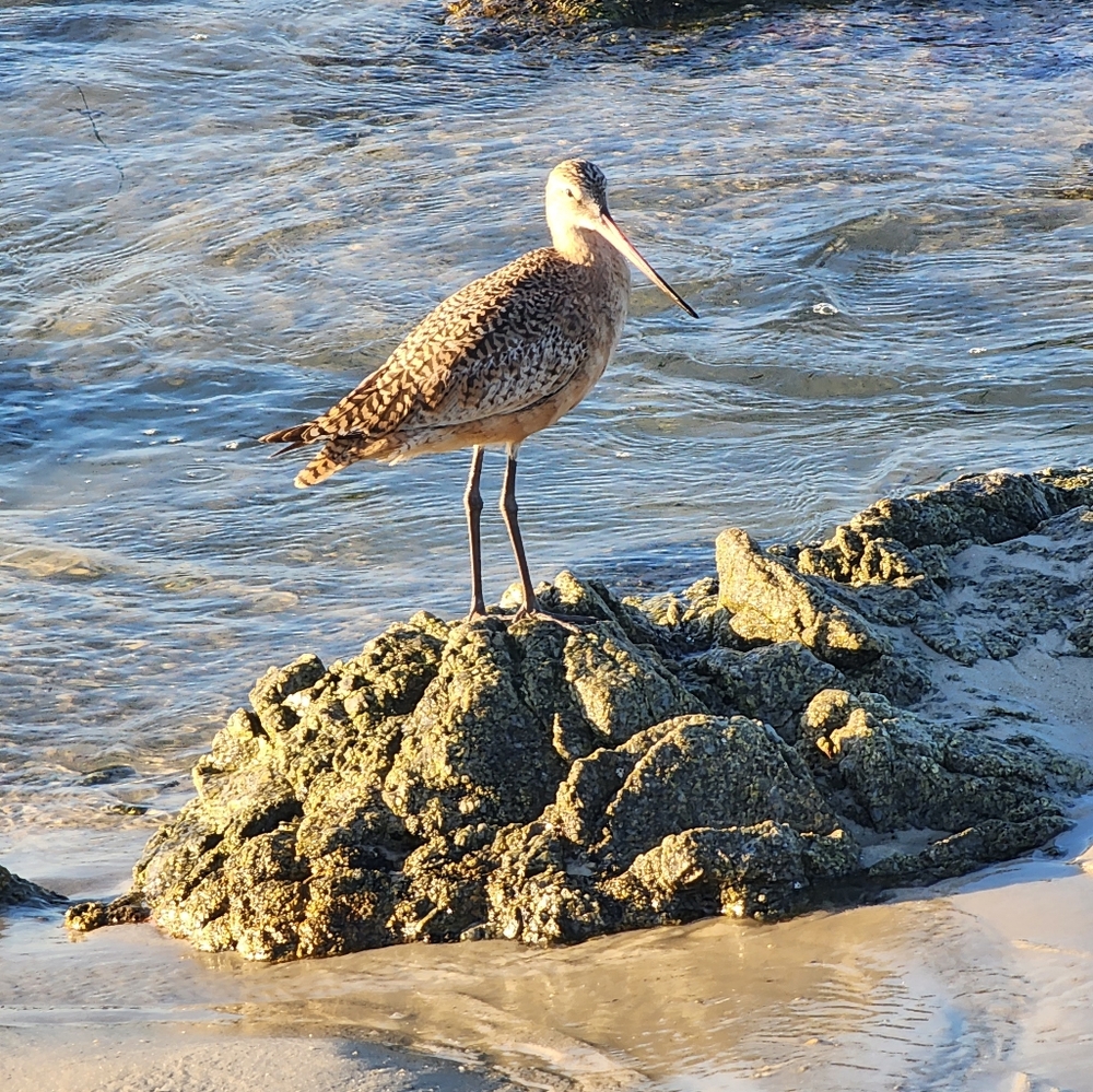 Meet your Posher, Posh